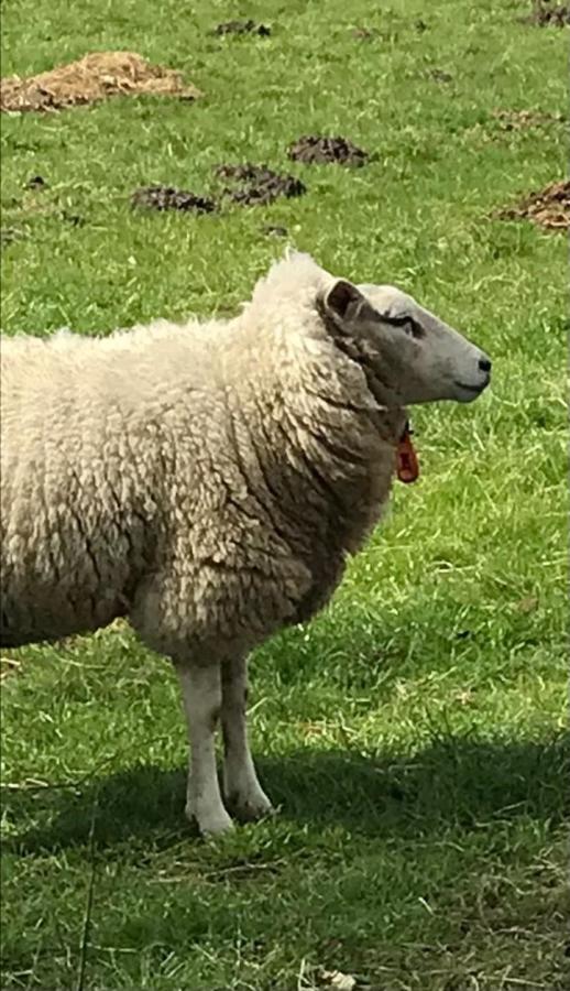 Bed And Breakfast Het Bronzen Schaap Loon Exterior foto